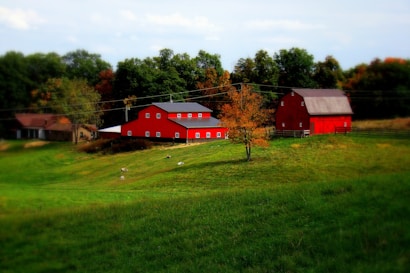 A vibrant red barn and adjacent building are situated on a serene, green hillside, surrounded by lush trees. The foreground features open, grassy land dotted with a few grazing animals. An autumn tree with orange leaves contrasts with the green landscape, and a farmhouse is visible in the distance.