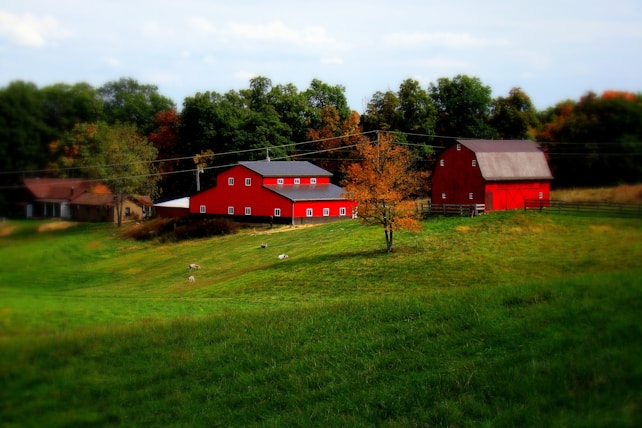 A vibrant red barn and adjacent building are situated on a serene, green hillside, surrounded by lush trees. The foreground features open, grassy land dotted with a few grazing animals. An autumn tree with orange leaves contrasts with the green landscape, and a farmhouse is visible in the distance.