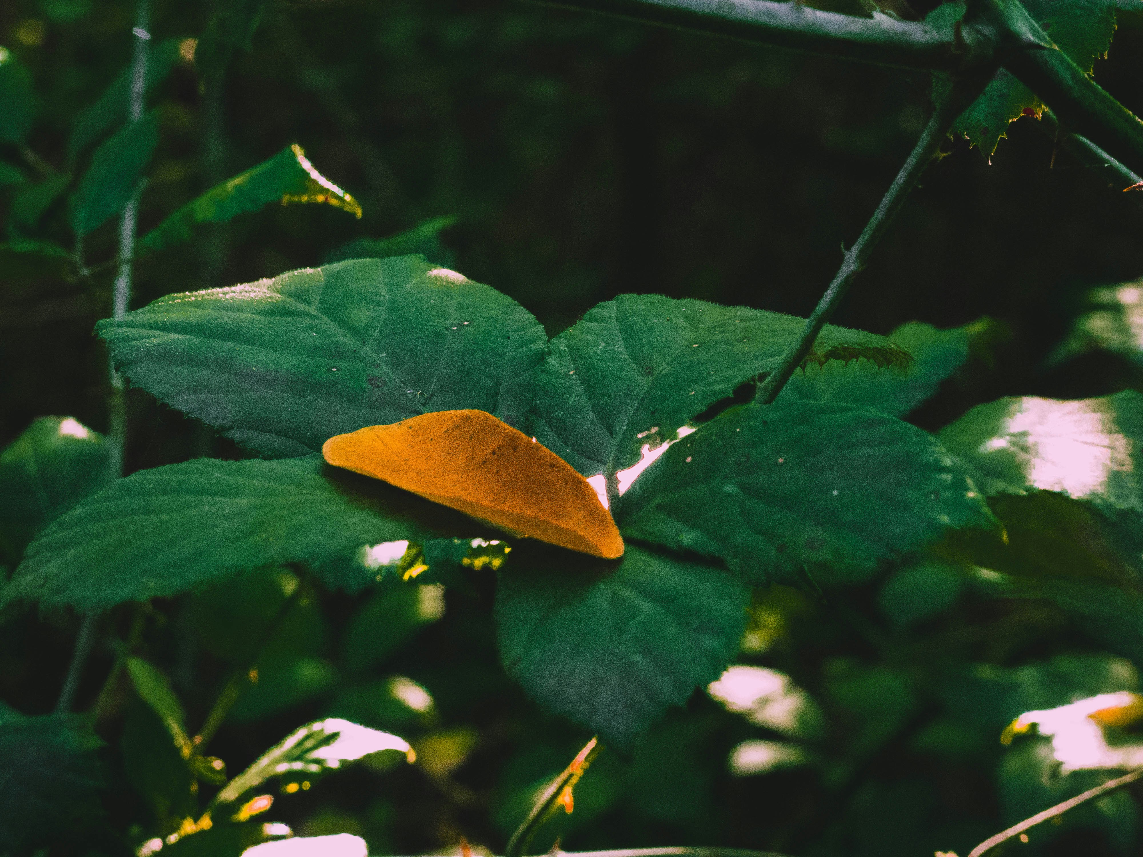 dried leaf on green leafed plant