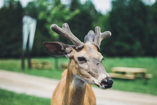 shallow focus photography of deer in Parc Oméga Canada