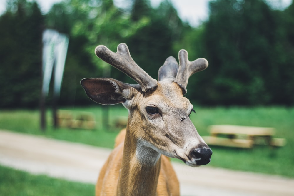 shallow focus photography of deer