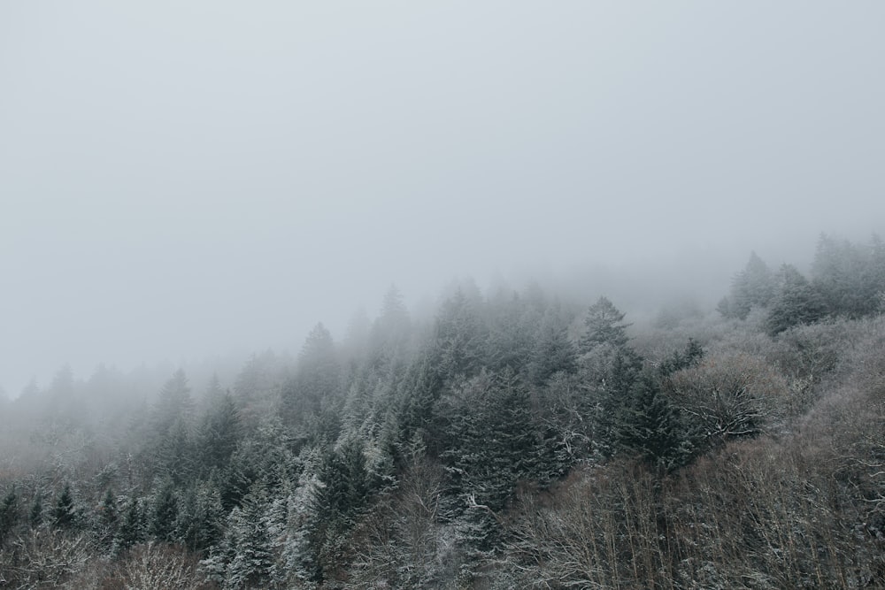 Kiefern mit Nebel bedeckt