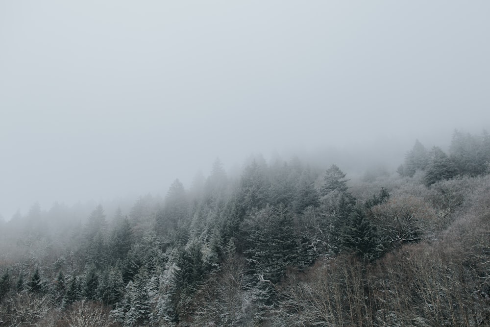 pine trees covered with fogs