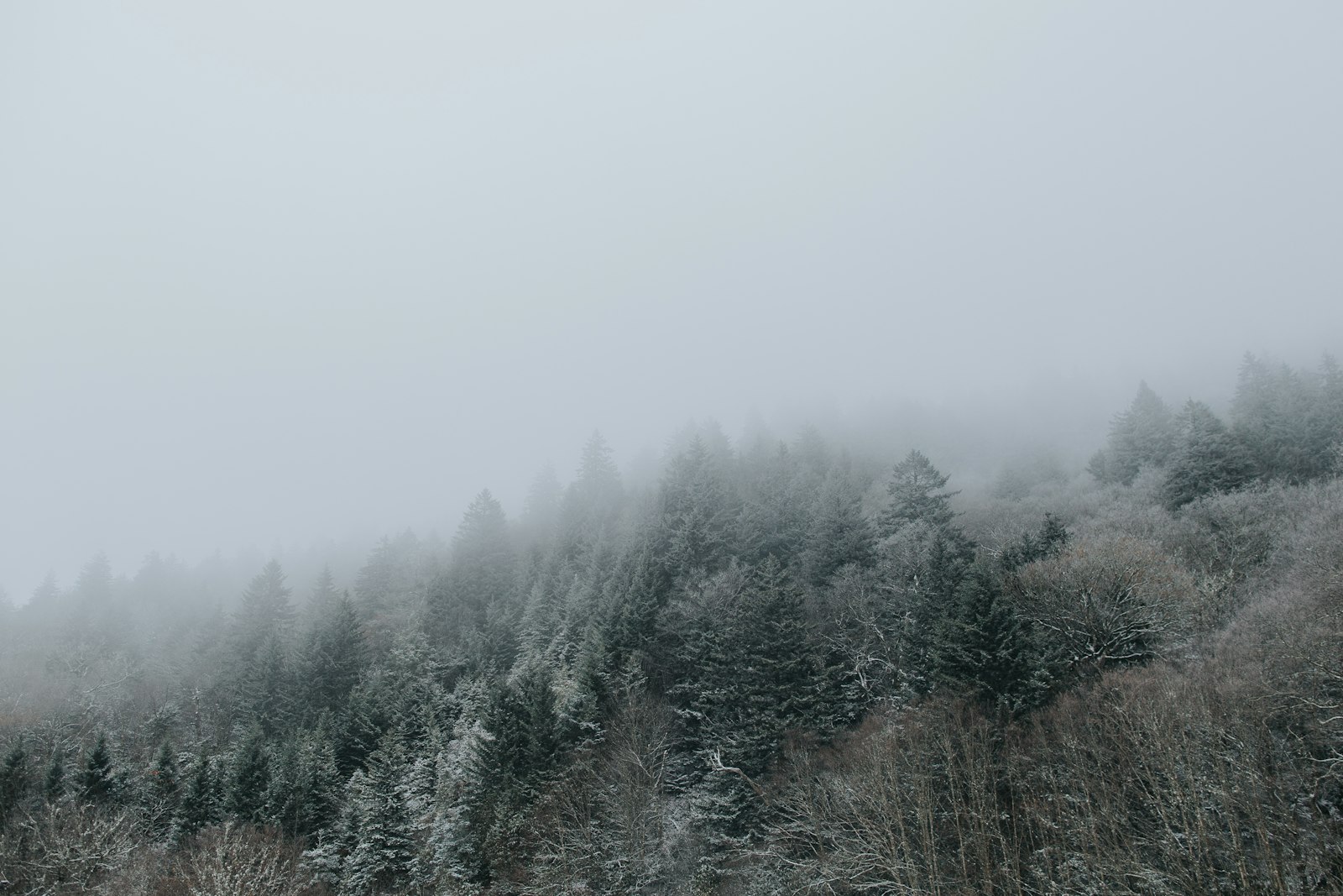 Canon EOS 6D + Canon EF 24mm F1.4L II USM sample photo. Pine trees covered with photography