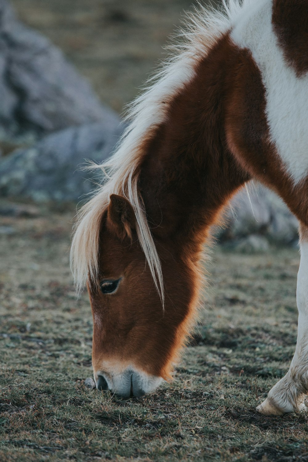 shallow focus photography of brown pony