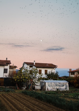 A serene rural scene features a white house with a red roof, surrounded by trees and a garden. A field with evenly spaced rows stretches in the foreground. A greenhouse is positioned near the house. The sky is a soft gradient of pink and blue at dusk, populated by a large flock of birds flying across.