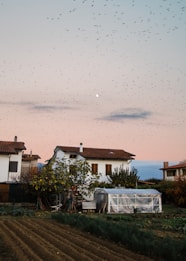 A serene rural scene features a white house with a red roof, surrounded by trees and a garden. A field with evenly spaced rows stretches in the foreground. A greenhouse is positioned near the house. The sky is a soft gradient of pink and blue at dusk, populated by a large flock of birds flying across.