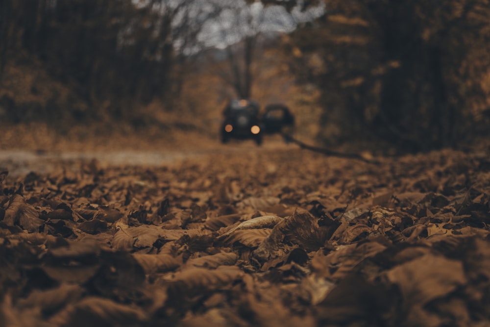 selective focus photography of brown leaves