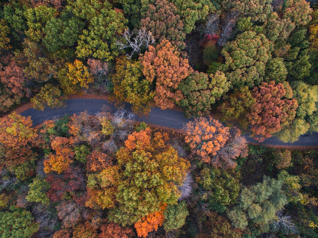 aerial photo of gray winding road in the middle of assorted-color leaf trees