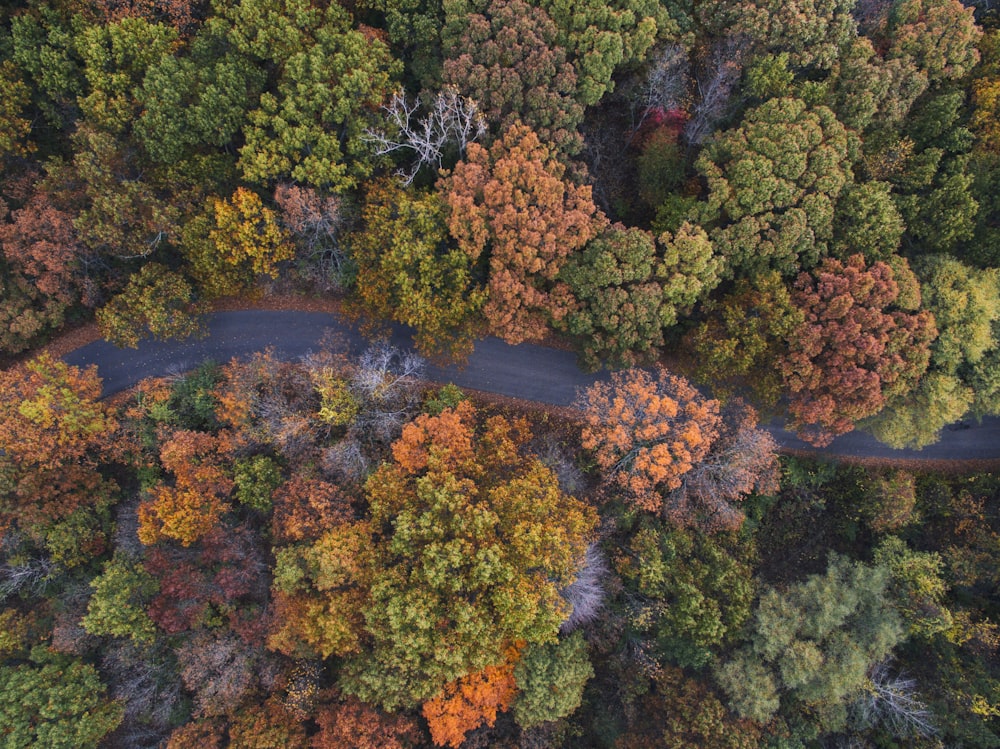 aerial photo of gray winding road in the middle of assorted-color leaf trees