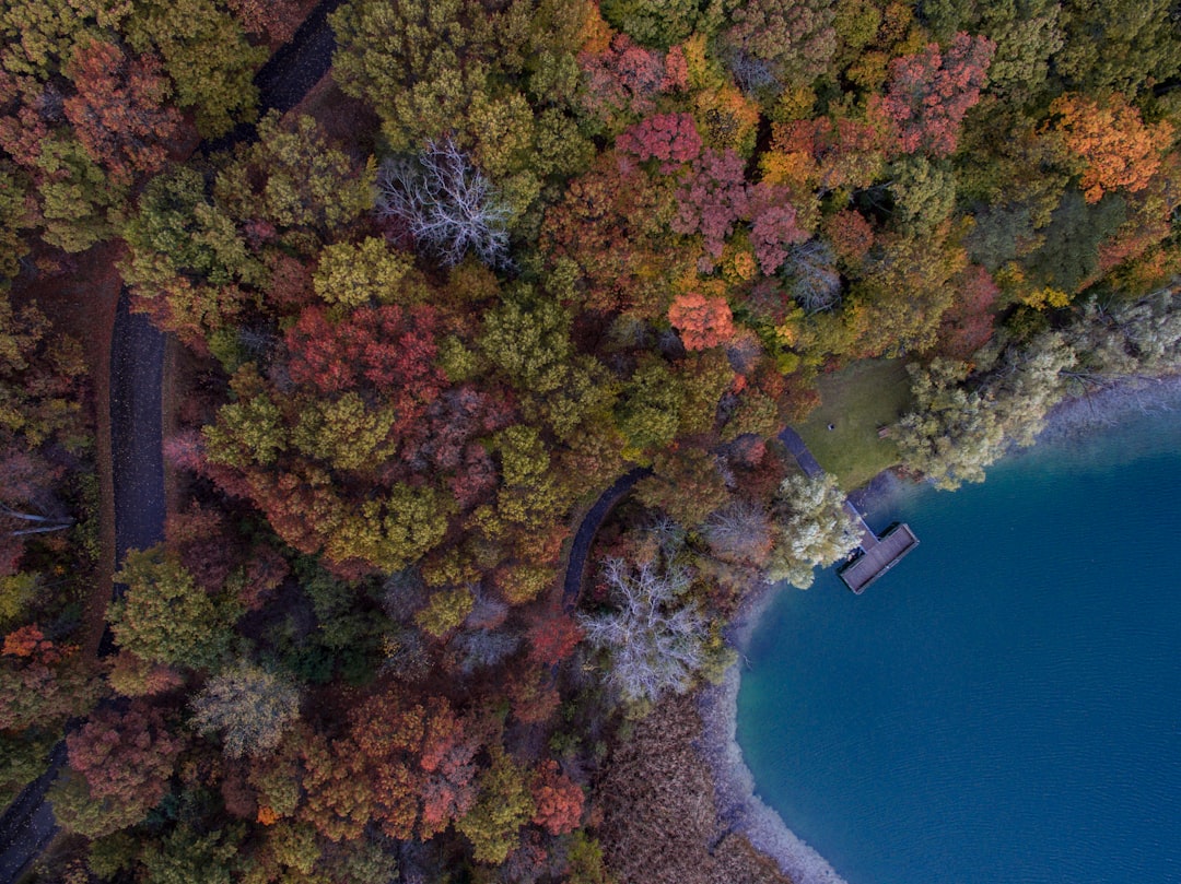 aerial photo of red and green trees near body of water