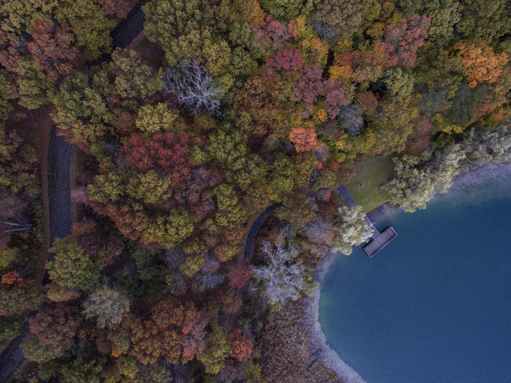 aerial photo of red and green trees near body of water