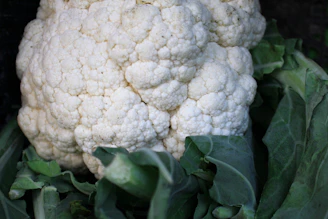 Close-up of fresh, white cauliflower curds ready for harvest in Assam farms.