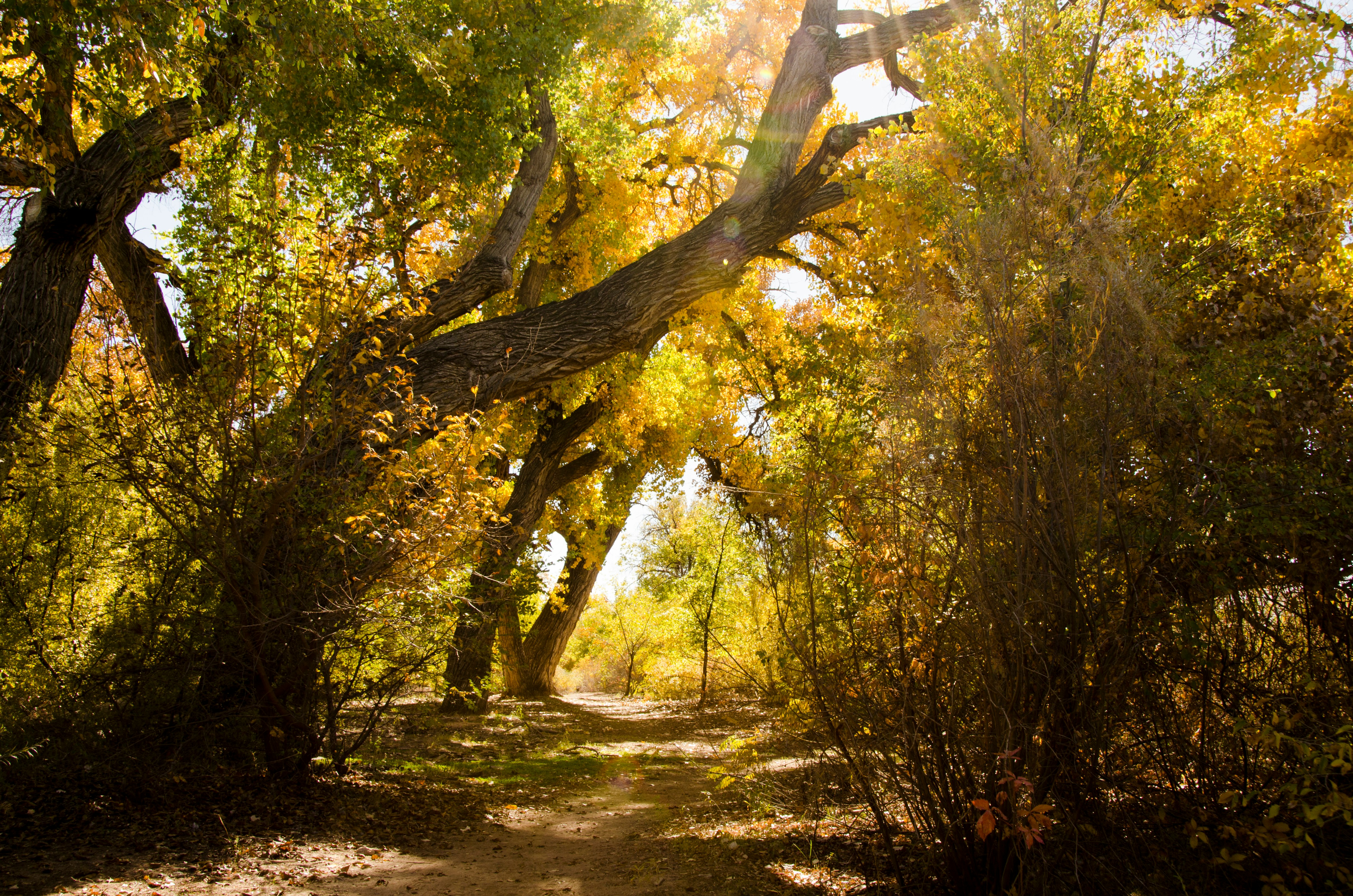 pathway in forest during daytime