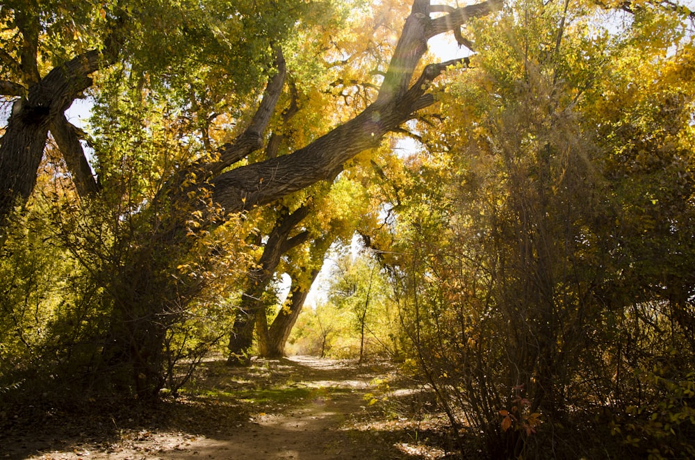 pathway in forest during daytime