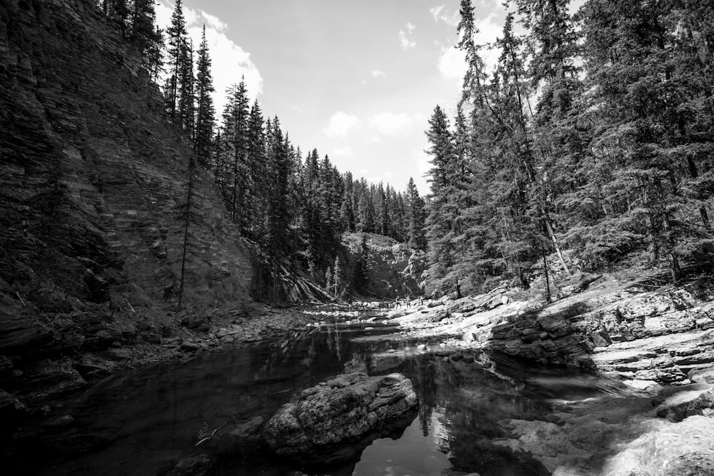 grayscale photo of trees near river