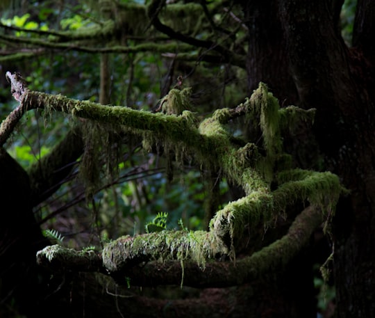 green moss on brown tree trunk in Tofino Canada