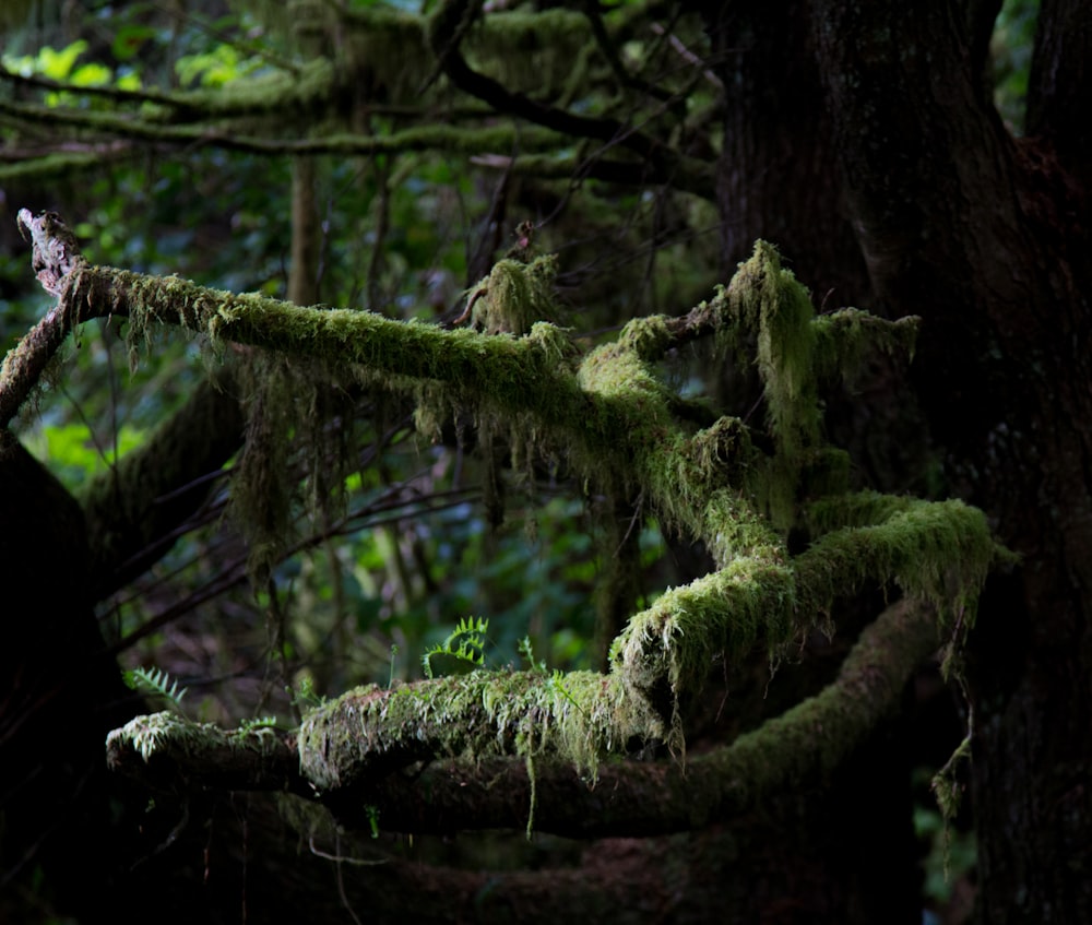 green moss on brown tree trunk