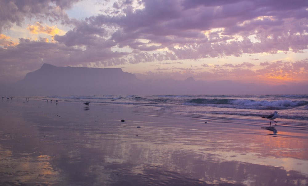 a bird standing on a beach next to the ocean