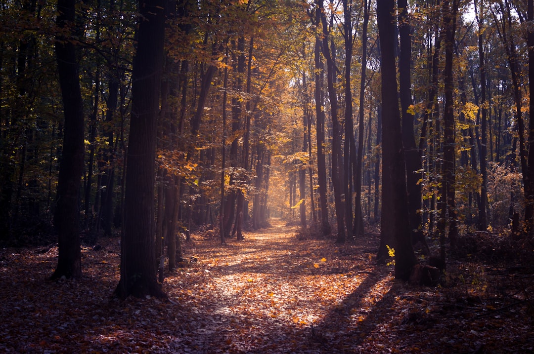 Forest photo spot BÄƒneasa Forest Cernica