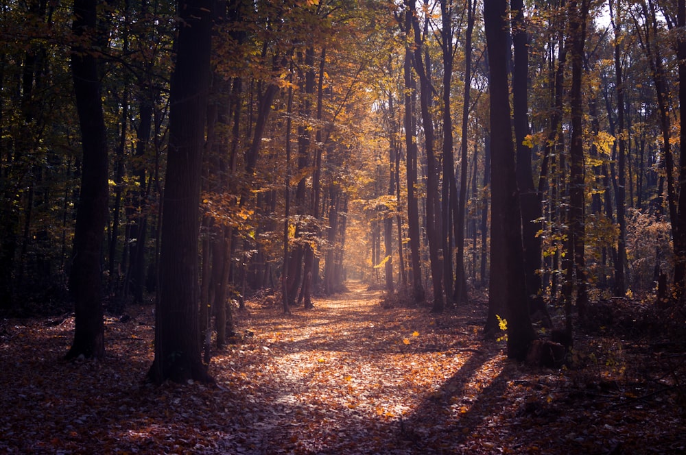 a path in the middle of a forest with leaves on the ground