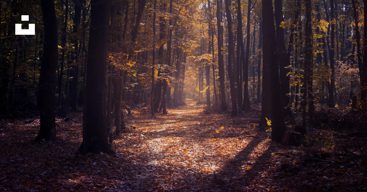 Sol Chemin Un chemin au milieu d’une forêt avec des feuilles au sol photo – Image ...