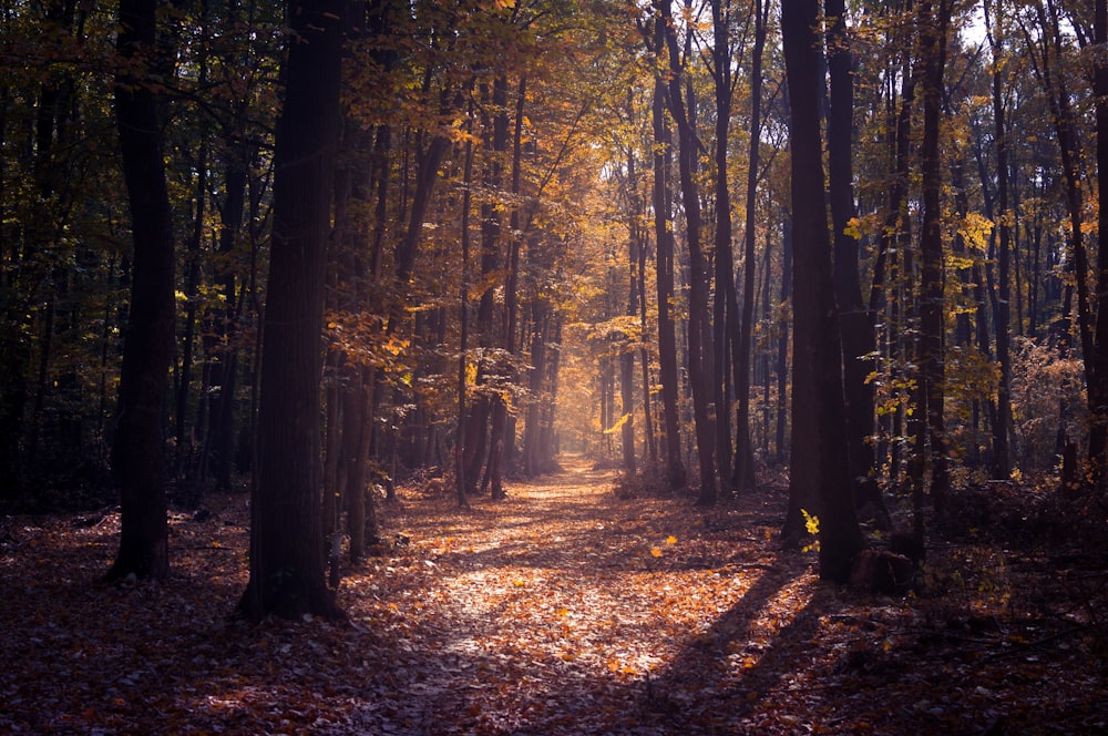 Un chemin au milieu d’une forêt avec des feuilles au sol