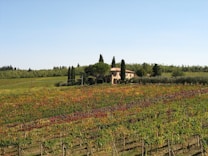 A picturesque vineyard with rows of grapevines extending across the landscape, displaying a mix of green and autumnal colors. A charming house with a red-tiled roof is nestled among tall cypress trees in the background, adding a touch of rustic elegance. The scene is set under a clear blue sky, suggesting a calm and serene atmosphere.