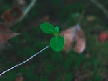 A close-up of a delicate green sprout glowing softly inside a vintage light bulb.