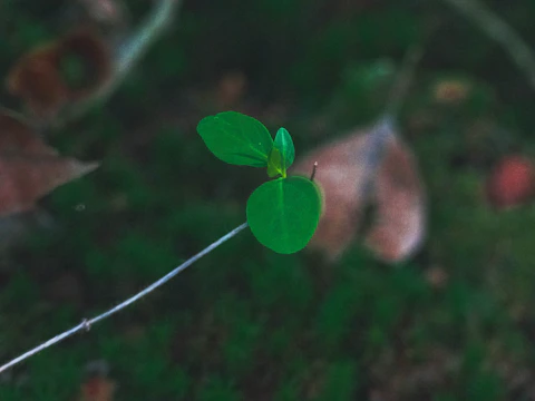 A close-up of a delicate green sprout glowing softly inside a vintage light bulb.