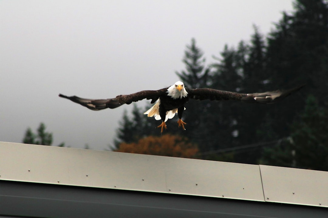 travelers stories about Wildlife in Juneau, United States