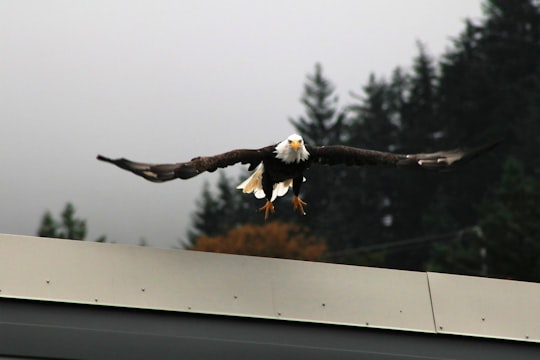 bald eagle in Juneau United States