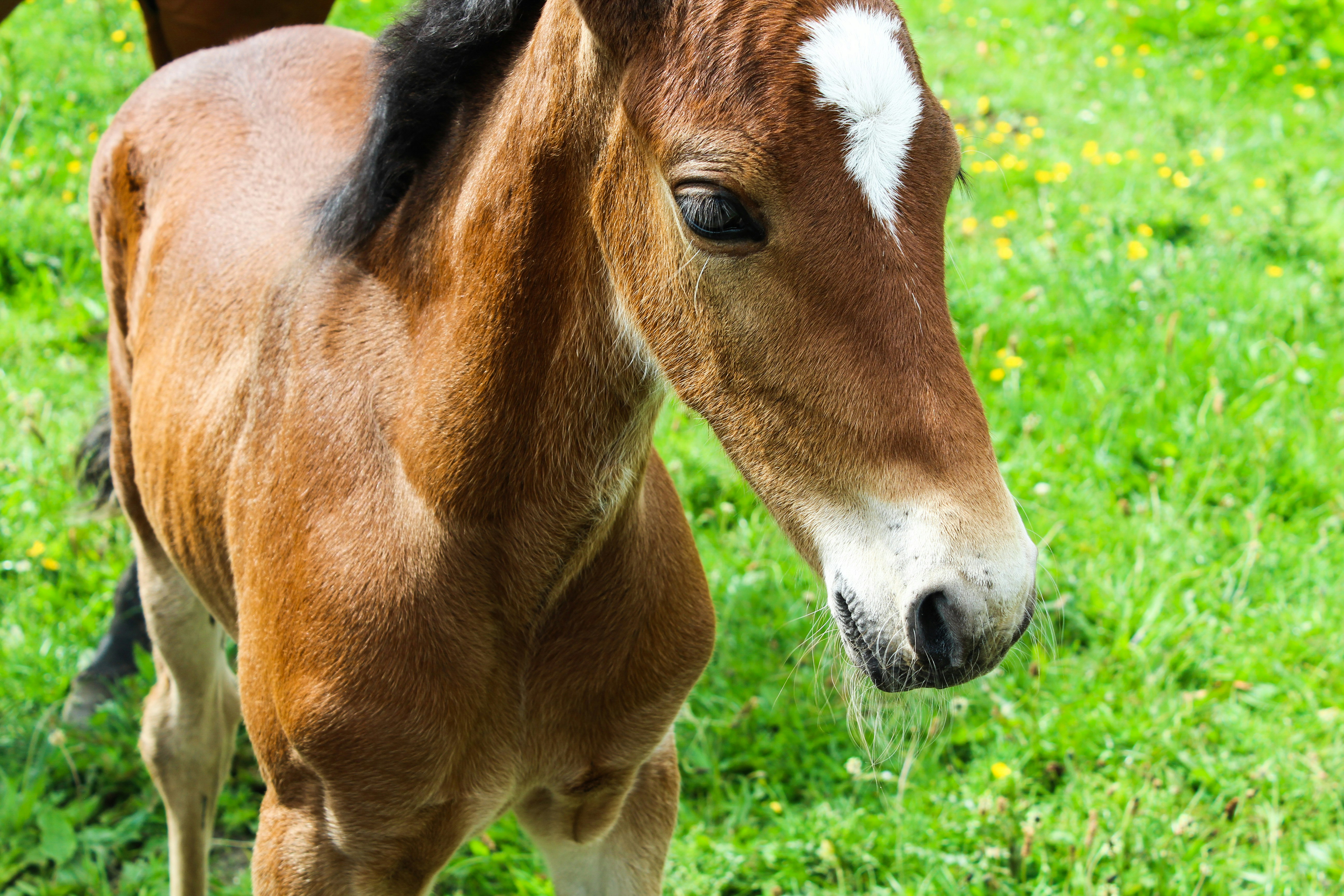 Friesian Foal
