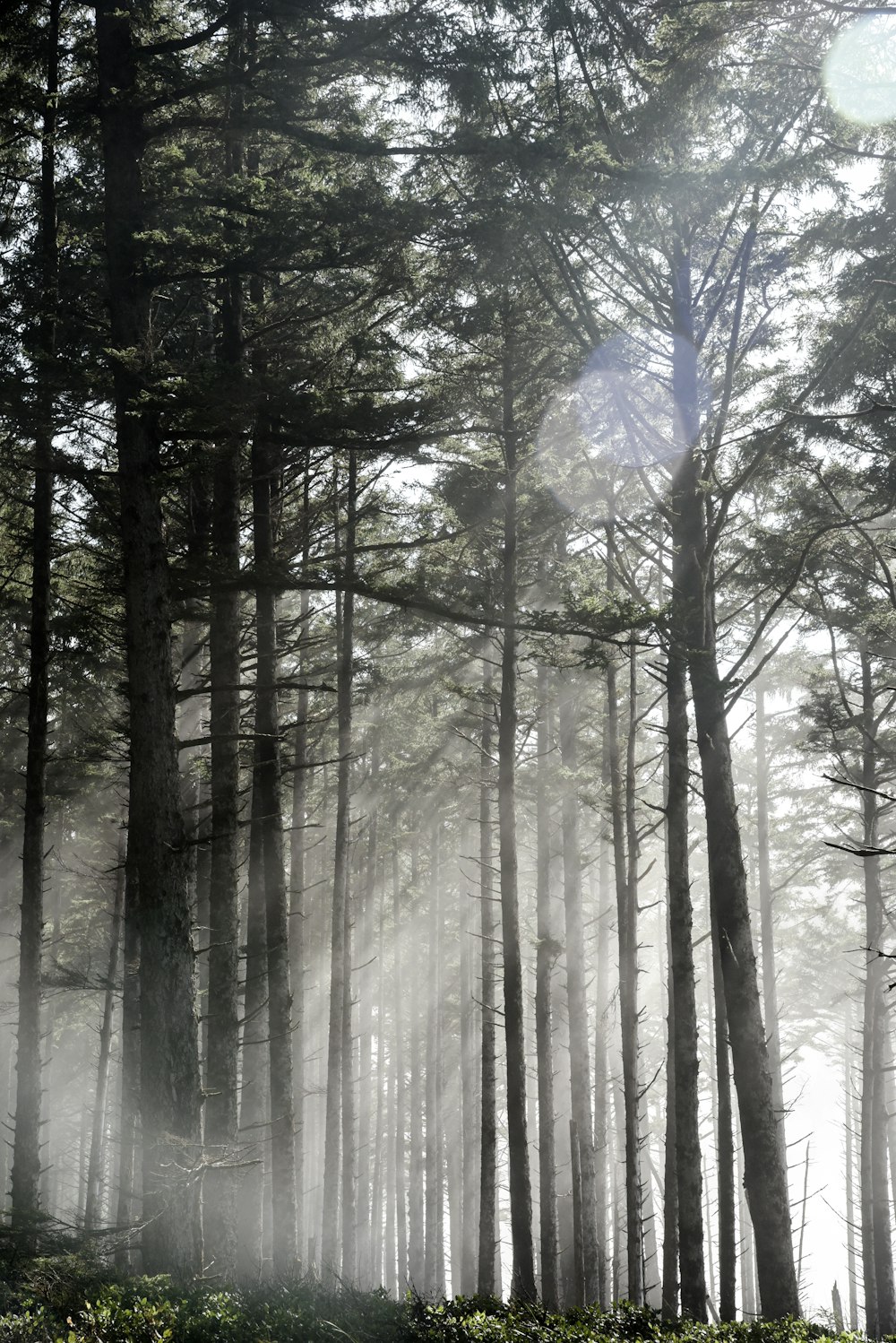 Fotografie des Waldweges