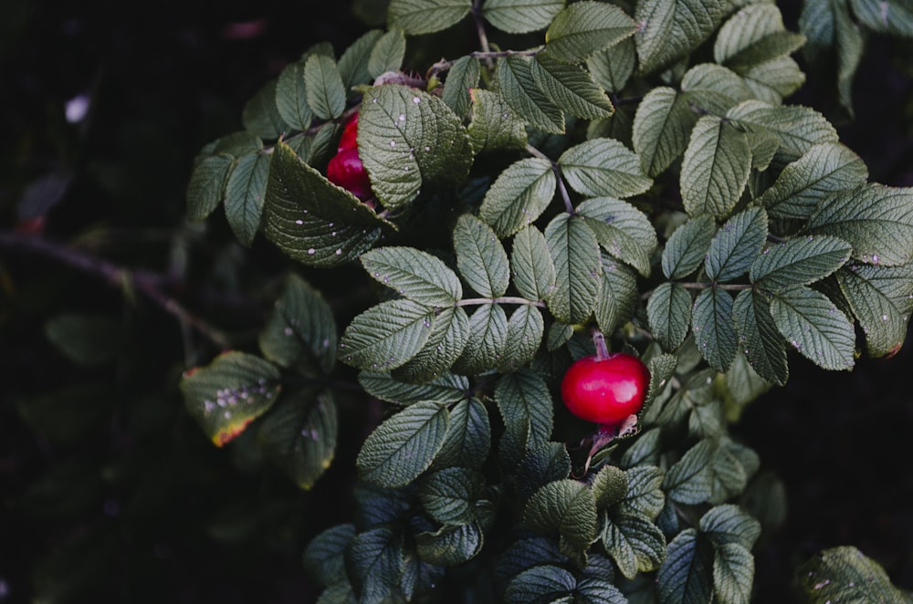 red fruits