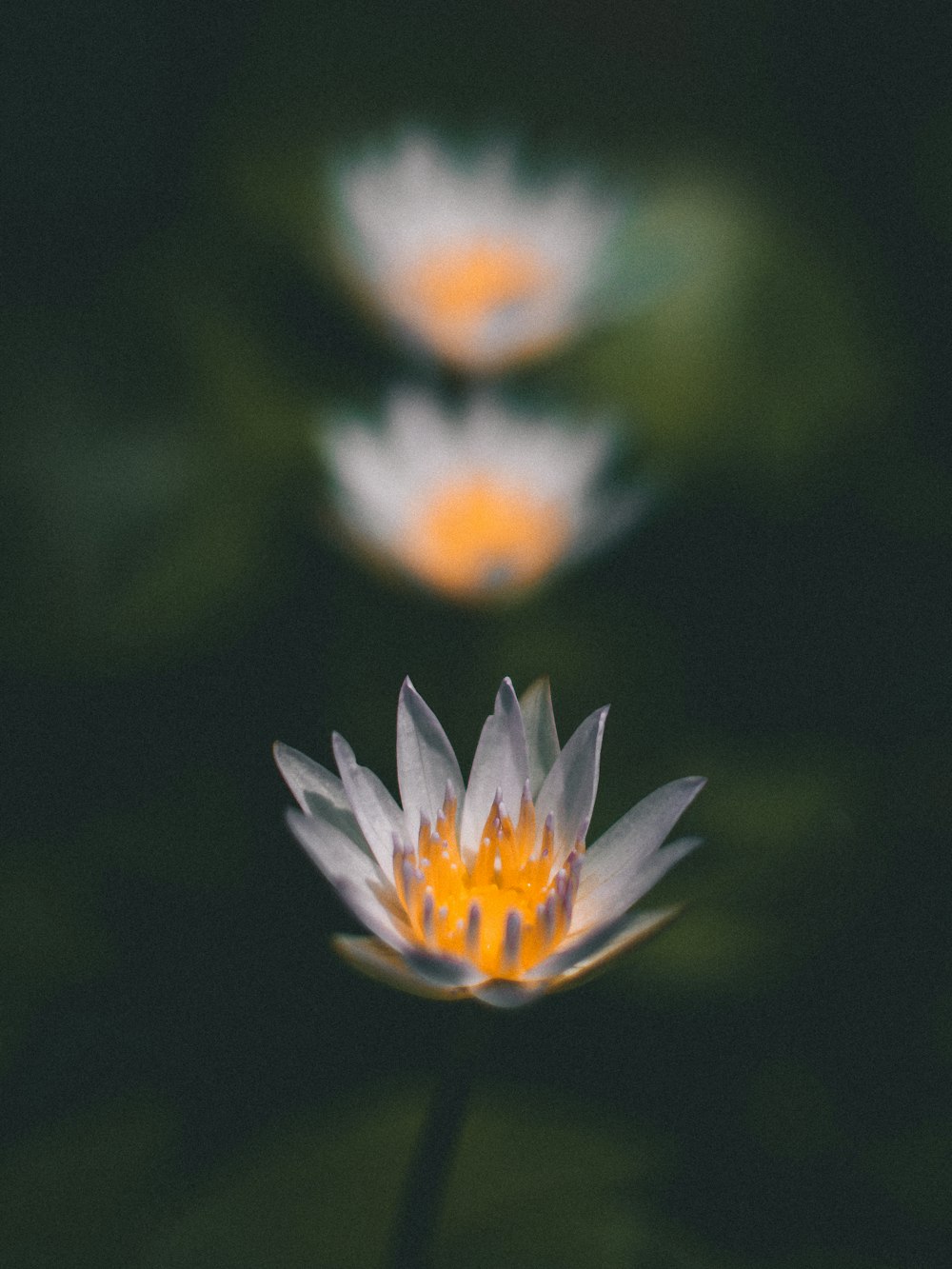 fotografia a fuoco superficiale di fiore bianco