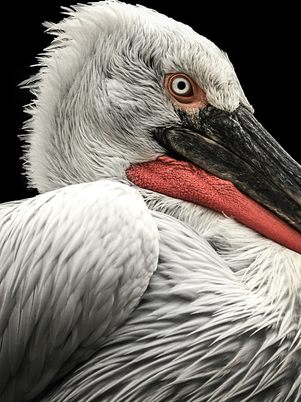 close-up photo of white and red bird