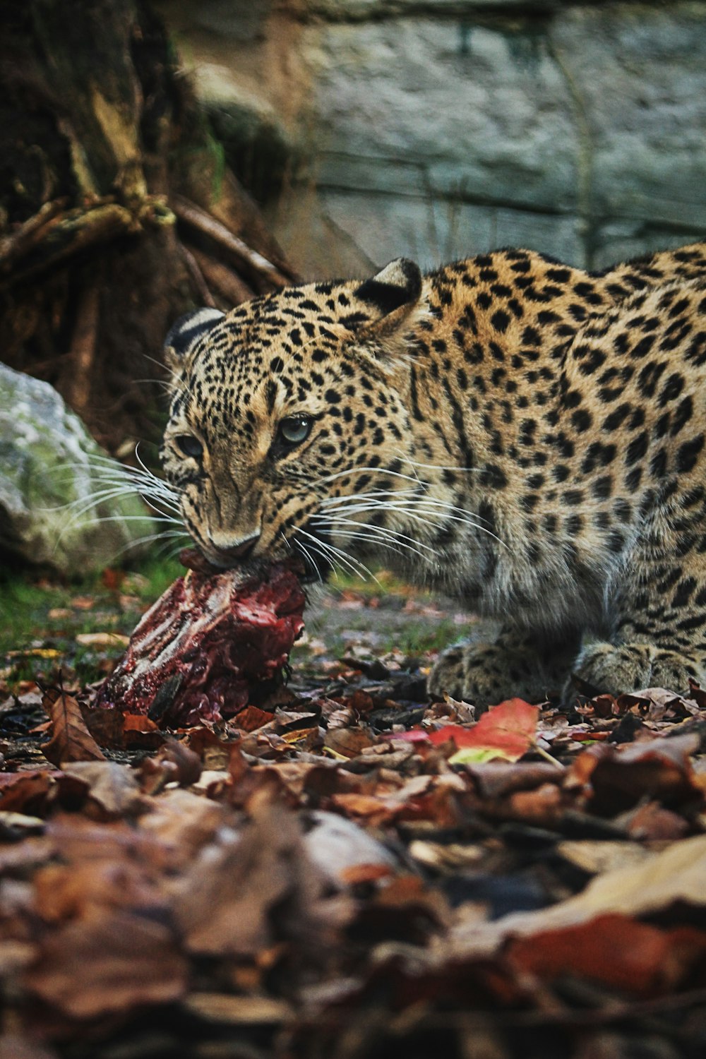 léopard mangeant de la viande crue