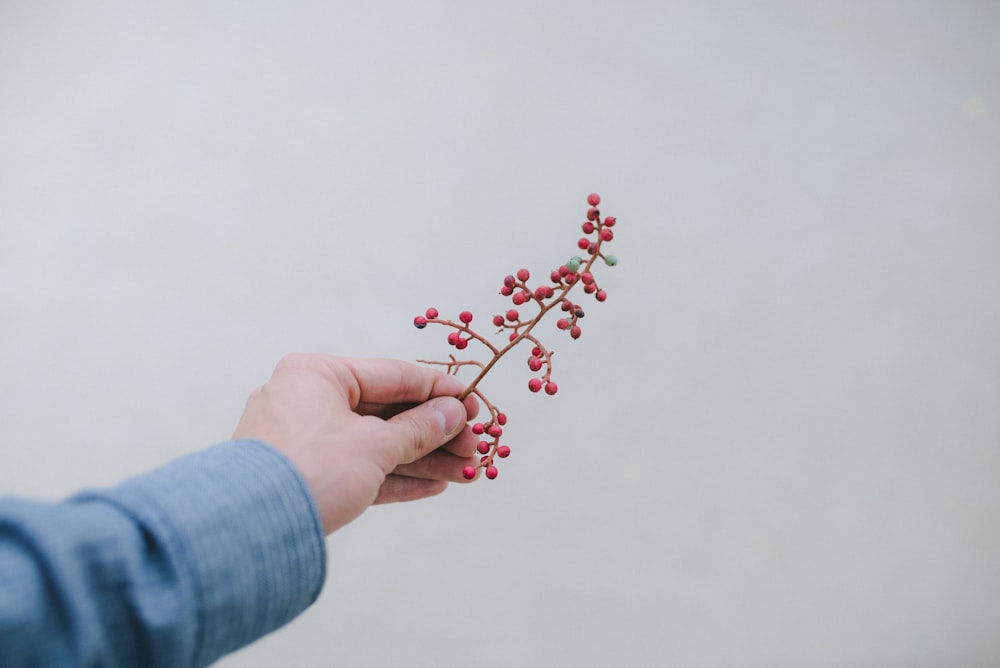 person holding bunch of small red fruits