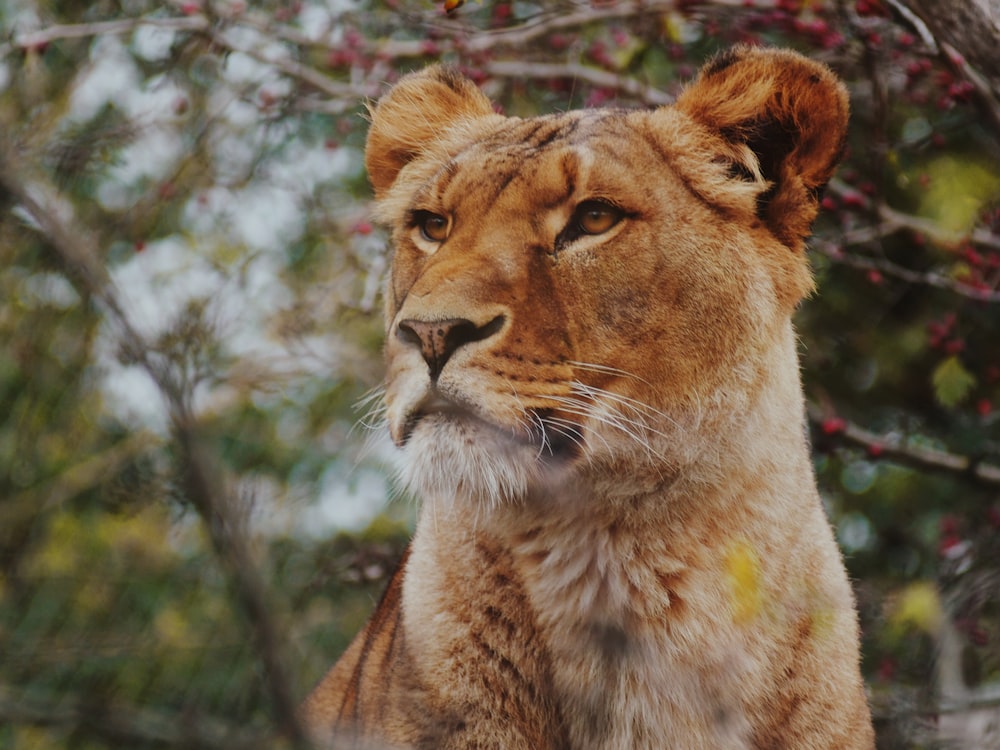 brown lioness in focus photography