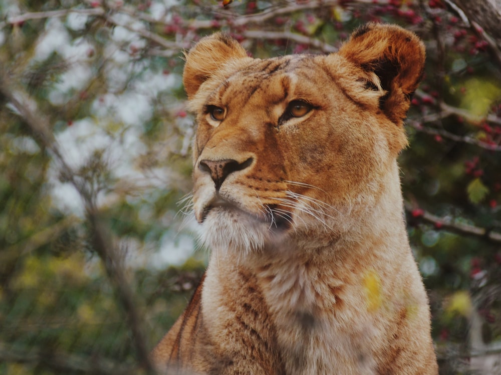 ブラウンの雌ライオンの焦点写真
