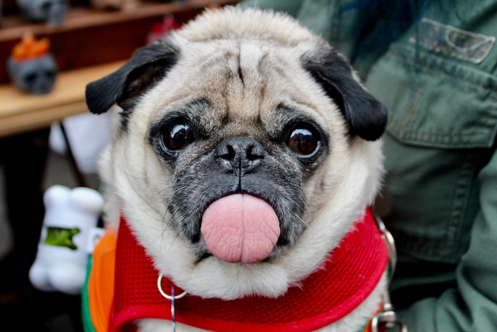 adult fawn pug with scarf