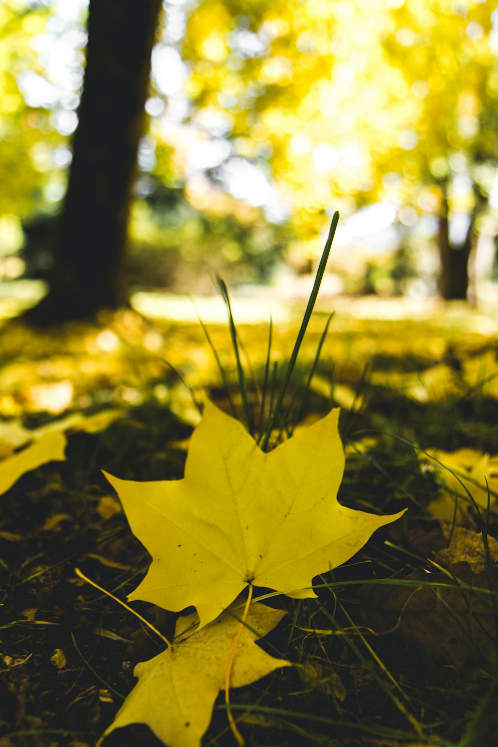 view of fallen leaves