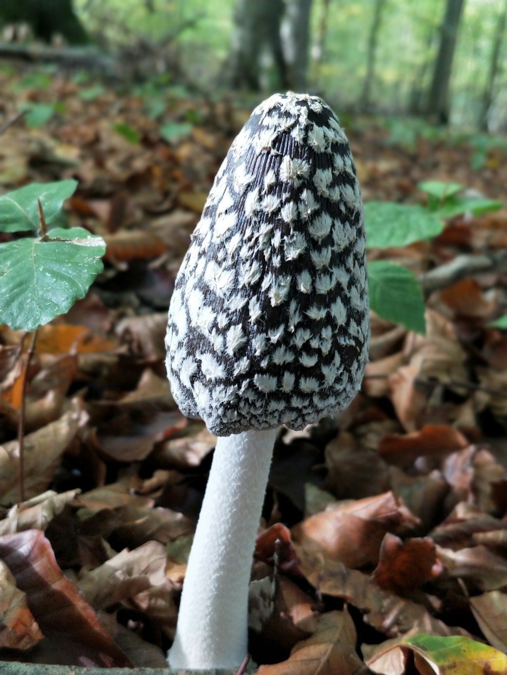 white and black mushroom