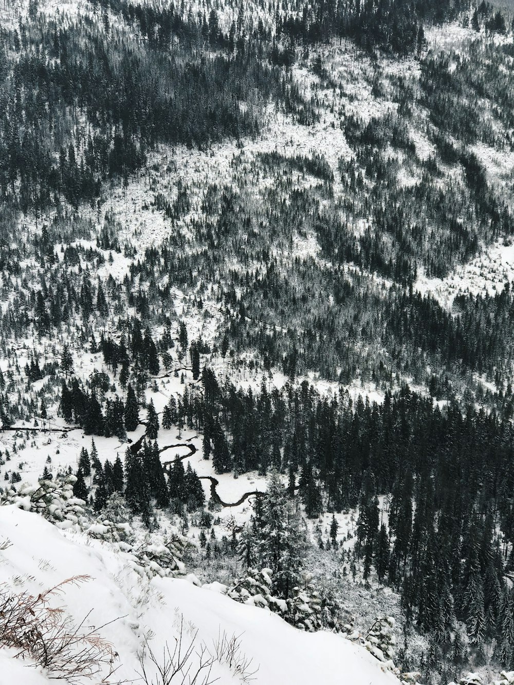 bird's eye view photo of trees near mountain