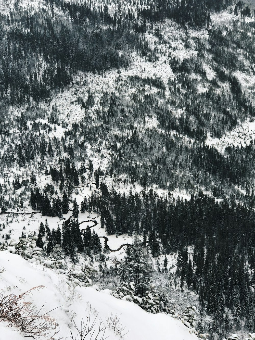 photo de vue à vol d’oiseau d’arbres près de la montagne