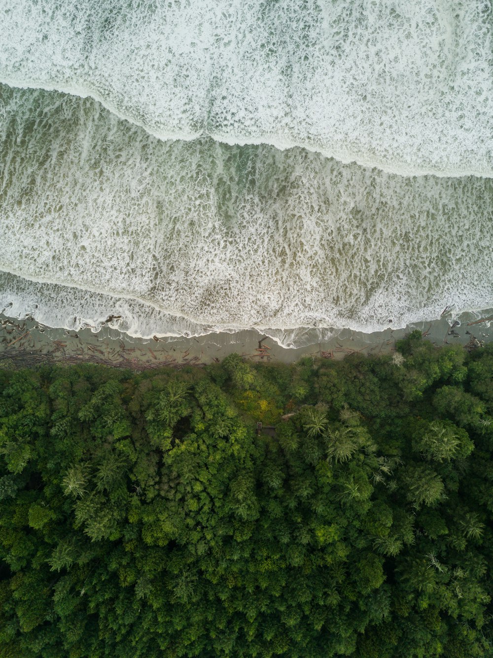 foto aerea dell'acqua di mare e del forset verde