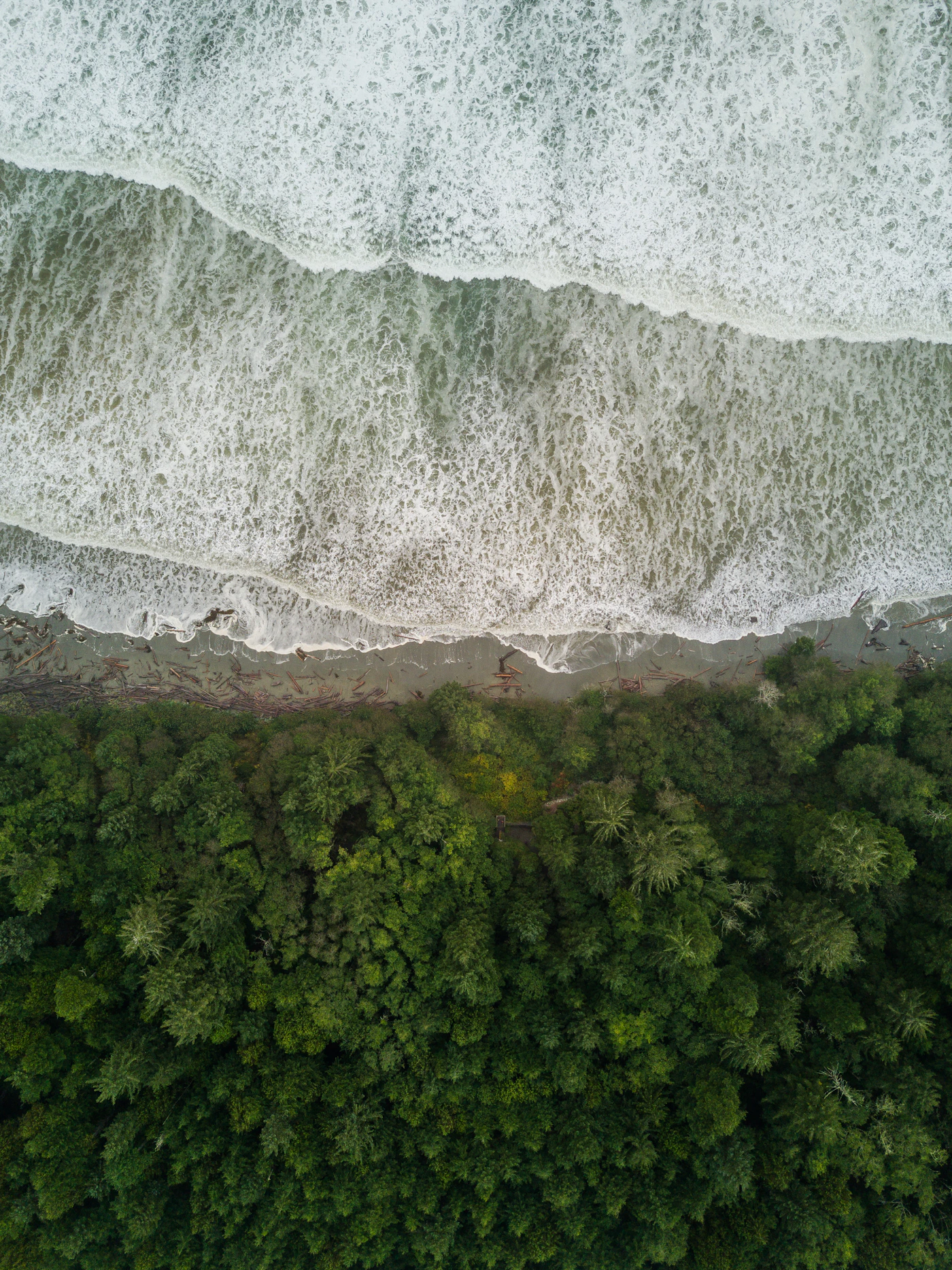 Aerial view of Pacific Rim National Park where dense green rainforest meets the Pacific Ocean