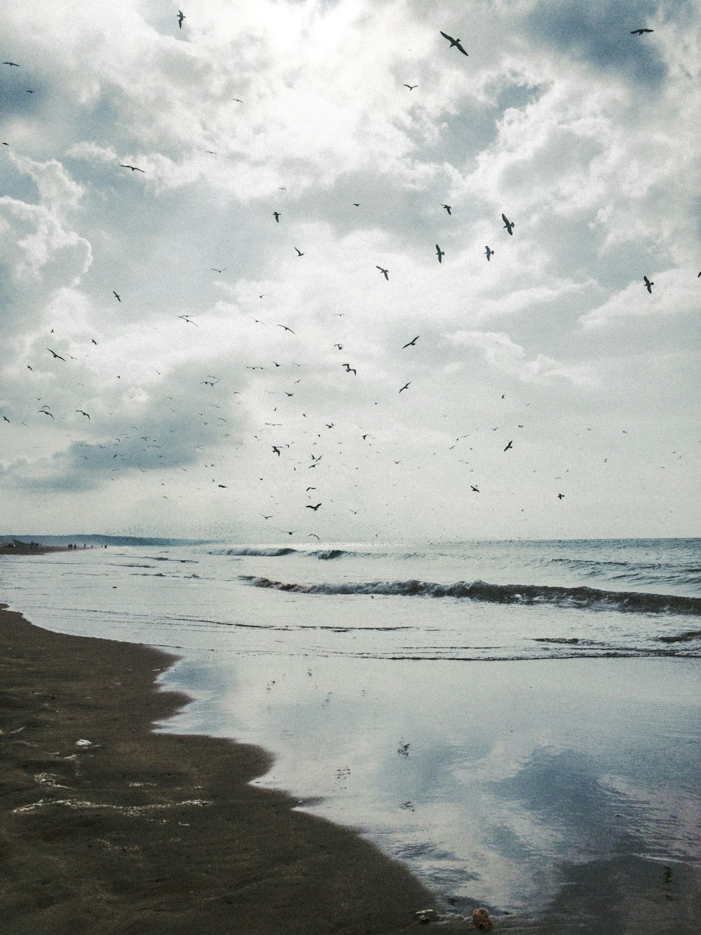 flock of black flying birds flying over the ocean