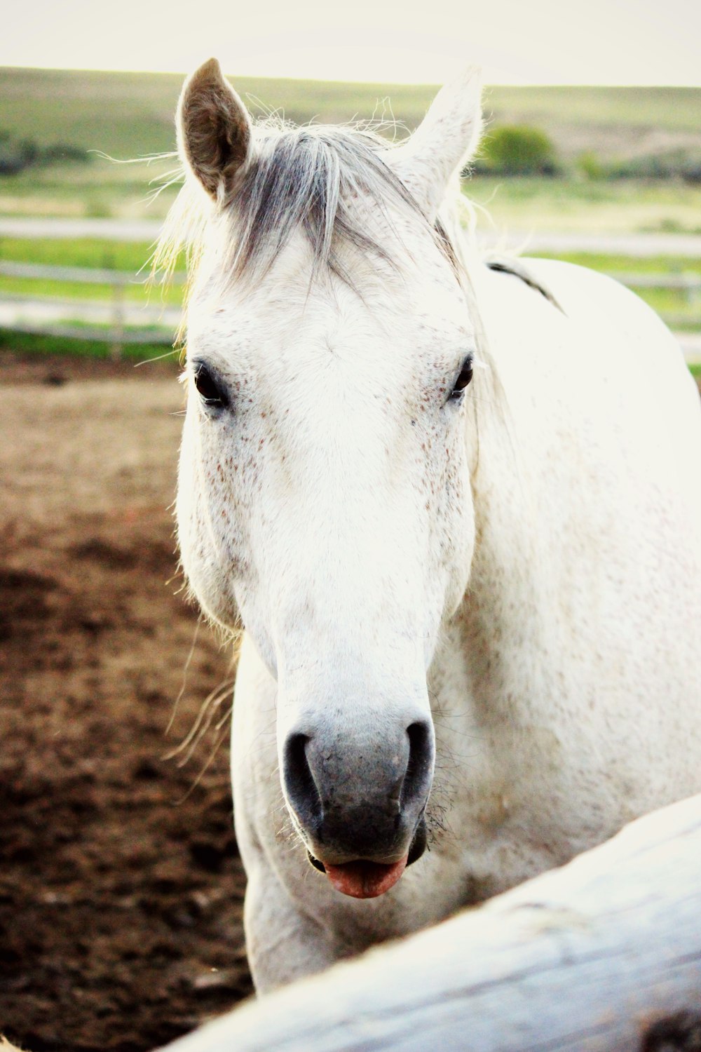 weißes Pferd mit heraushängender Zunge